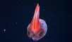 Los pilotos del ROV filmaron este calamar de cristal a 1.725 metros de profundidad. Foto: Schmidt Ocean Institute