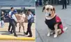 ATU retira de manera inesperada a cuatro perros en estación Naranjal del Metropolitano