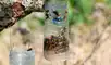 En Alcañiz, una campaña de captura ha logrado interceptar 62 reinas en un mes, utilizando trampas de botellas recicladas que evitan la formación de nuevas colonias.