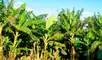 Brasil impulsa una innovadora alternativa para aprovechar residuos agrícolas del plátano, transformando pseudotallos en materia prima para textiles, papel y embalajes.