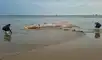 Especialistas del IMARPE examinaron el cuerpo de la ballena varada en la playa El 19 de La Cruz, en Tumbes