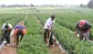 La alerta del ENFEN se mantendría hasta febrero del próximo año y obligará a la nueva administración a reforzar medidas de prevención frente a posibles impactos en infraestructura, agricultura y pesca.