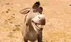 Burro es uno de los personajes más populares del universo de Shrek.