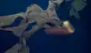 Una medusa fantasma gigante fue fotografiada en Costa Rica en el 2023. Foto: Schmidt Ocean Institute