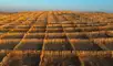El país asiático lucha contra la desertificación en el árido norte de China. Foto: SCMP
