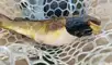Científicos estudiaron bagres con misteriosas lesiones negras y se sorprendieron al descubrir que es un melanoma. Foto: Vermont Fish & Wildlife