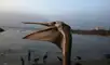 Decenas de pelícanos llegan al litoral de Chorrillos cada fin de semana, pero la escasez de anchoveta por El Niño ha llevado a una situación crítica.