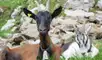 Las cabras invasoras en las islas Galápagos han sido una amenaza serias para la biodiversidad.