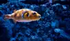 Un fósil de pez, Trawdenia planti, hallado en Inglaterra, conserva tejidos del cerebro, lo que ofrece nueva información sobre la evolución de los peces de aletas radiadas.