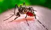 Un estudio en Frontiers in Tropical Diseases revela que el mosquito Aedes aegypti muestra signos tempranos de resistencia a la alfa-cipermetrina, un insecticida común.