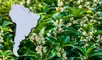 El Osmanthus fragrans, conocido como olivo dulce, destaca por su intensa fragancia, que perfuma calles y plazas enteras.