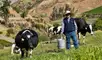 Tribunal Constitucional decidirá sobre norma que regula la leche evaporada.