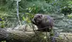 Una pareja de castores lograron cambiar el dense bosque con sus represas. Foto: Dorset Wildlife Trust