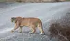 Un puma fue rehabilitado para volver a la fauna. Foto: Nicolás Lagos/Panthera