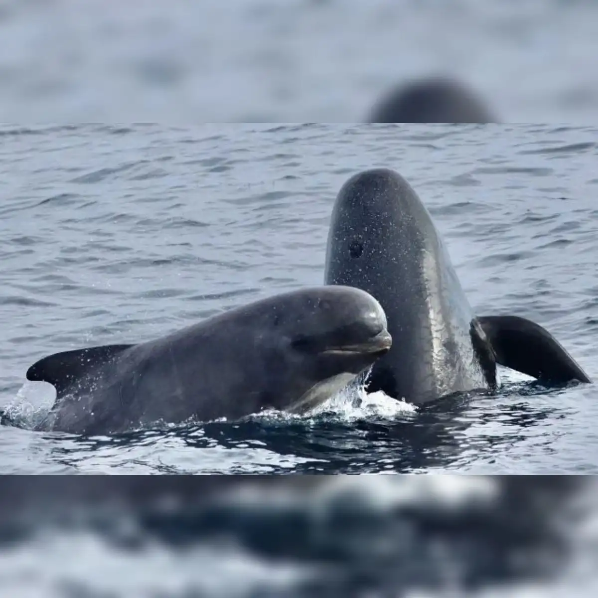 a ballena piloto de aleta larga es una especie de delfín. Foto: iNaturalist