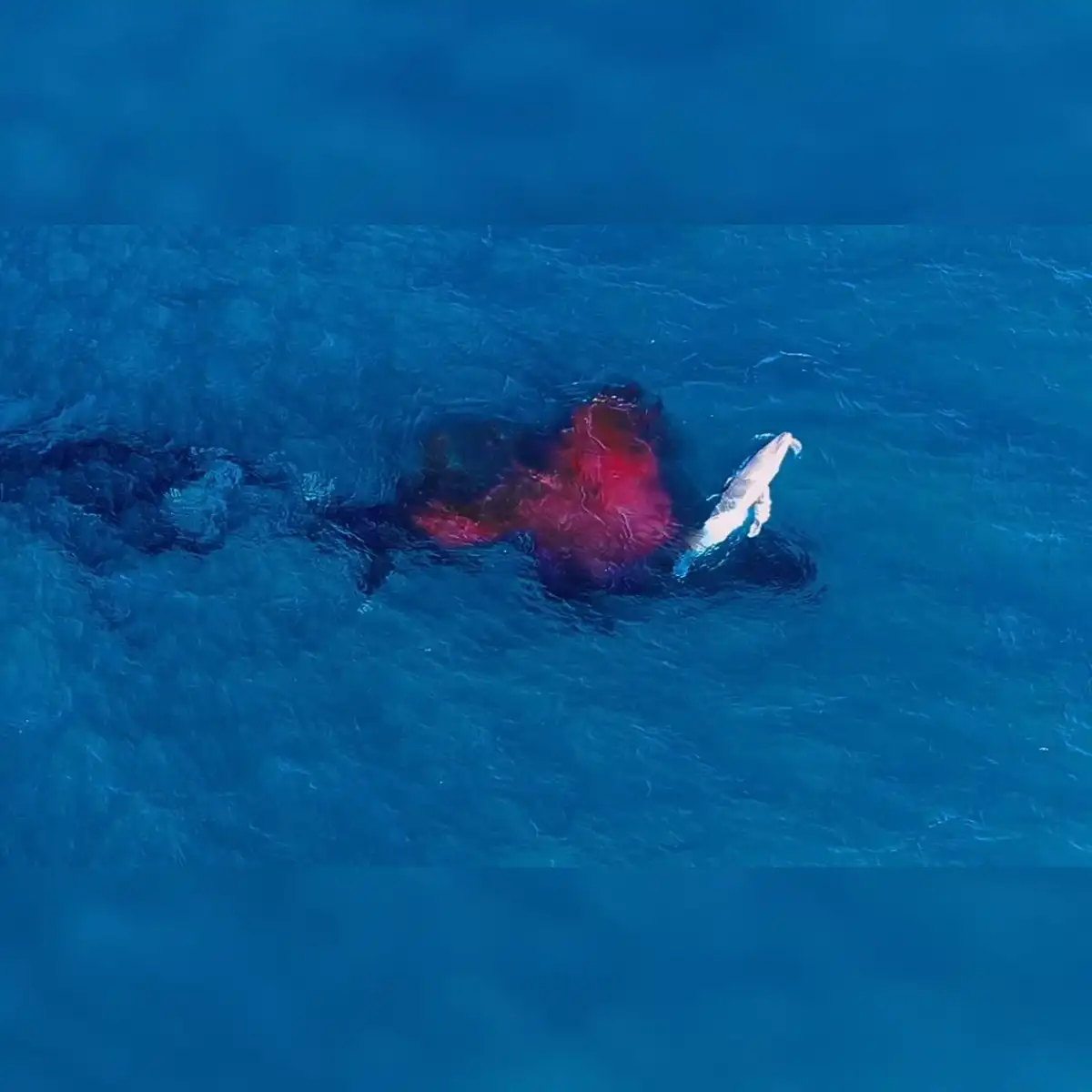 Apareció una columna de sangre bajo la ballena y una pequeña cría emergió a la superficie. Foto: Alexander Forrest/ORRCA