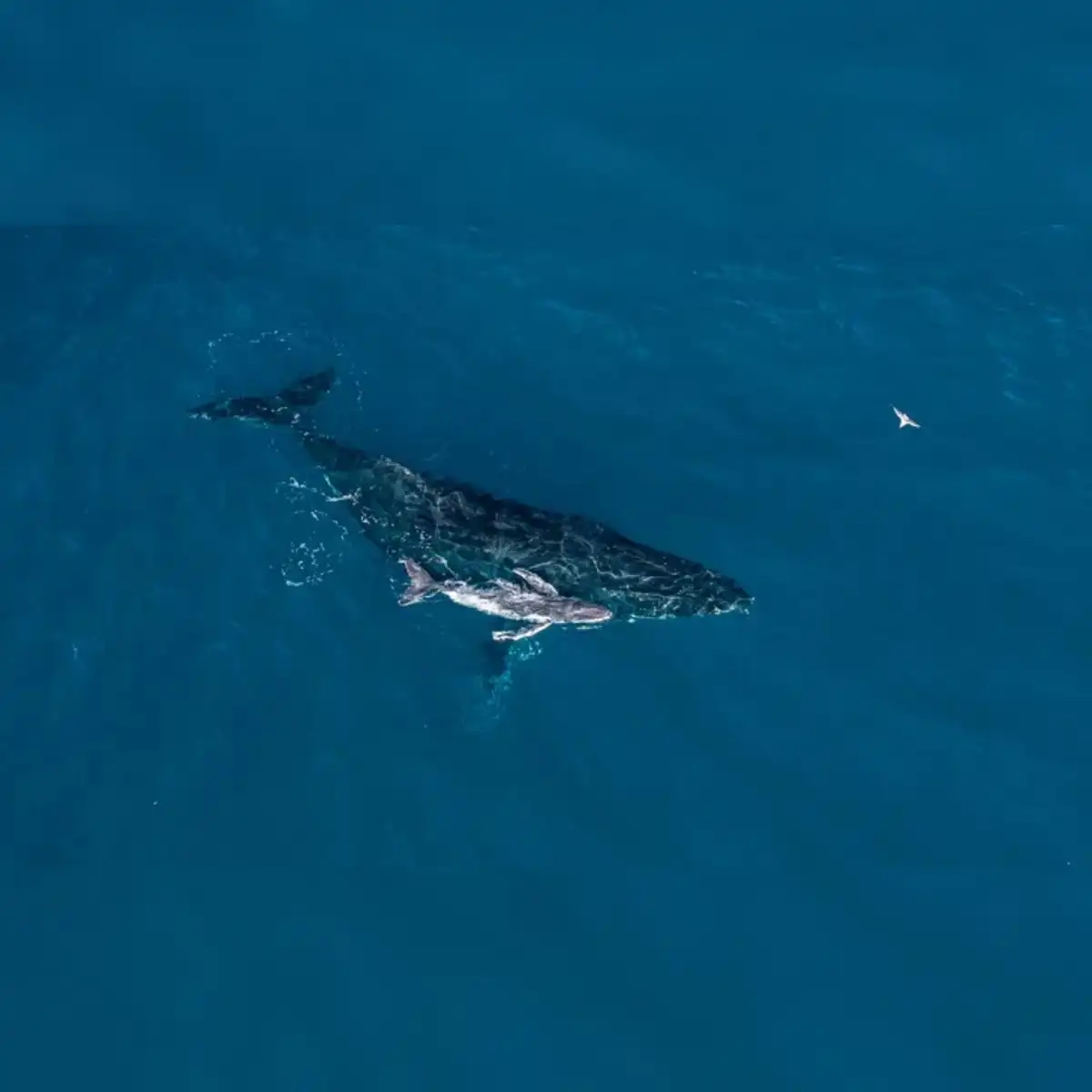 Las crías de ballena jorobada permanecen con sus madres durante sus primeros 11 meses de vida. Foto: Alexander Forrest/ORRCA