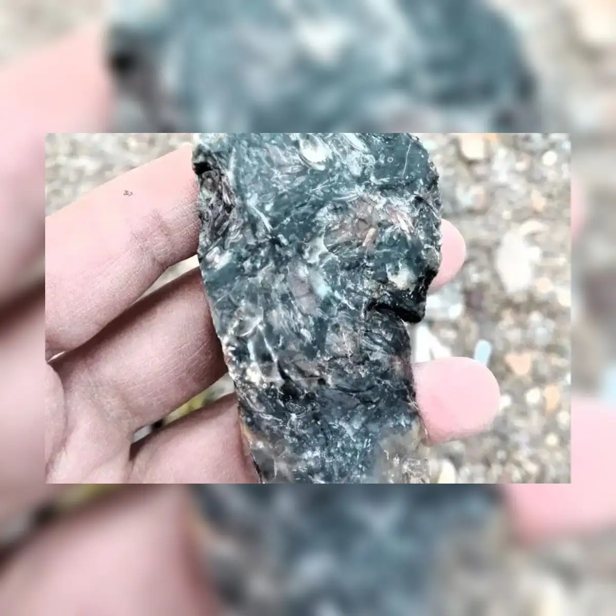 Fosil encontrado en la Patagonia por los científicos.