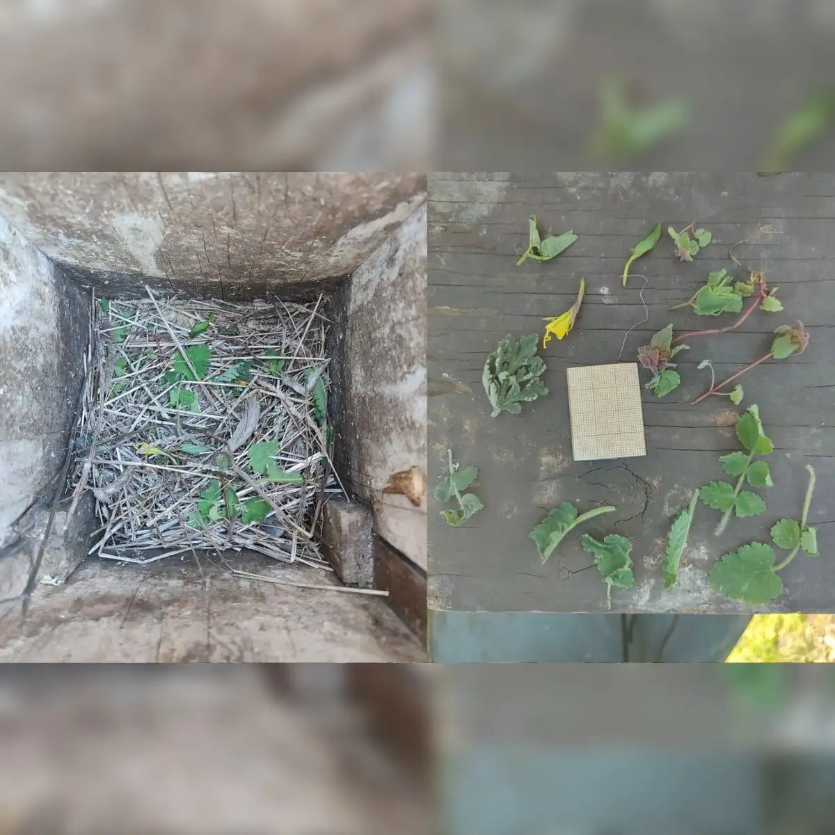 Caja nido de estornino manchado que contiene *Narcissus bulbocodium*, *Thapsia villosa*, *Lamium purpureum*, *Aristolochia paucinervis* y (tentativamente, aún no confirmado) *Erodium cicutarium*. Foto: Jorge Garrido-Bautista