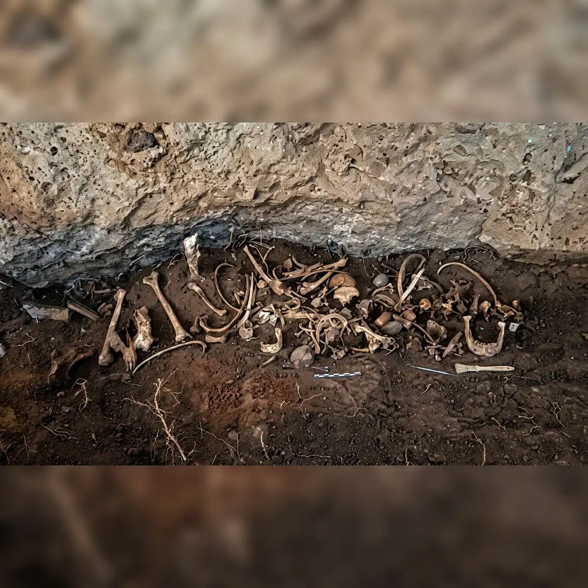 Los recientes trabajos de excavación en la Cordillera Negra también destaparon herramientas de trabajo textil, restos de fauna y evidencia de interacciones comerciales. Foto: Agencia Andina