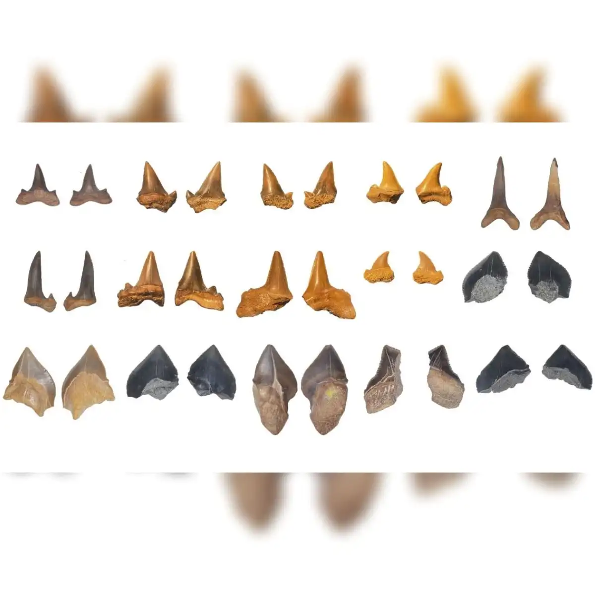Los 14 dientes representaban a varias especies. Foto: Yassin et al., Cretac. Res. , 2026