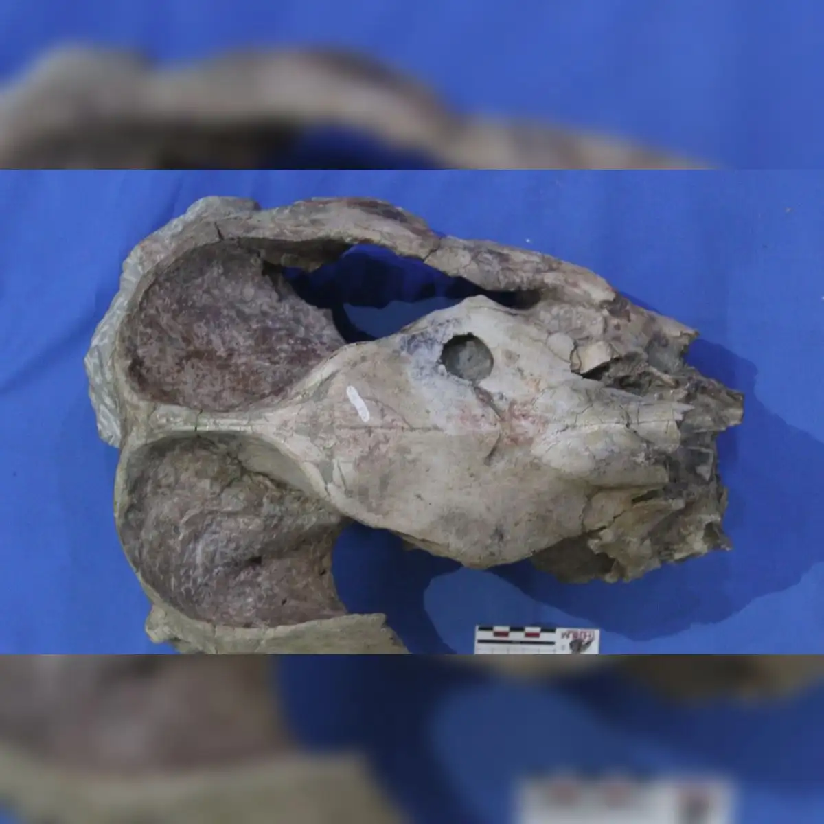 Cráneo de Pericotoxodon platignathus que muestra la marca de punción probablemente hecha por Purussaurus neivensis. Foto: Universidad de Helsinki.