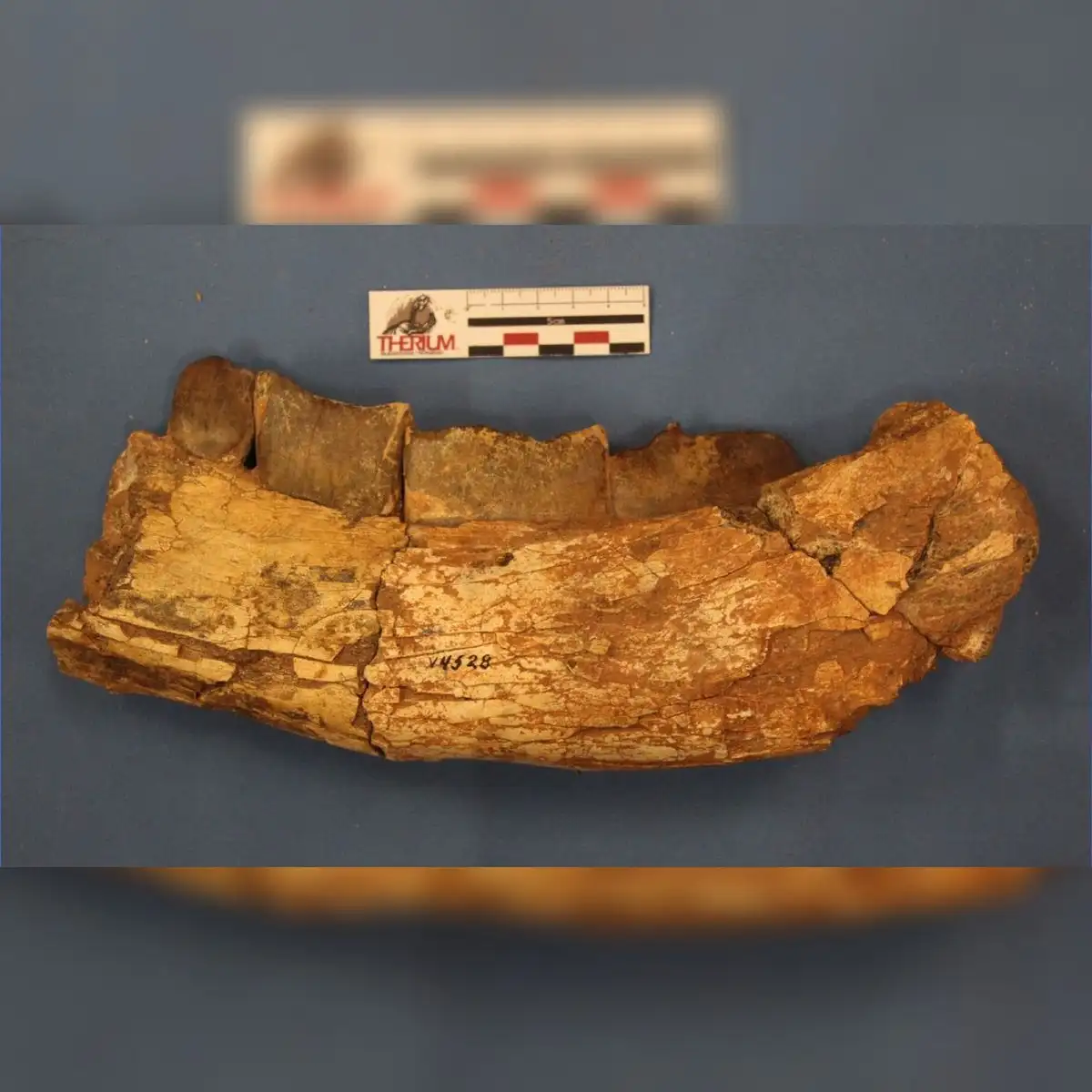 Mandíbula de Xenastrapotherium kraglievichi que presenta marcas de depredación por Purussaruus neivensis y posible carroña por Langstonia huilensis. Foto: Universidad de Helsinki
