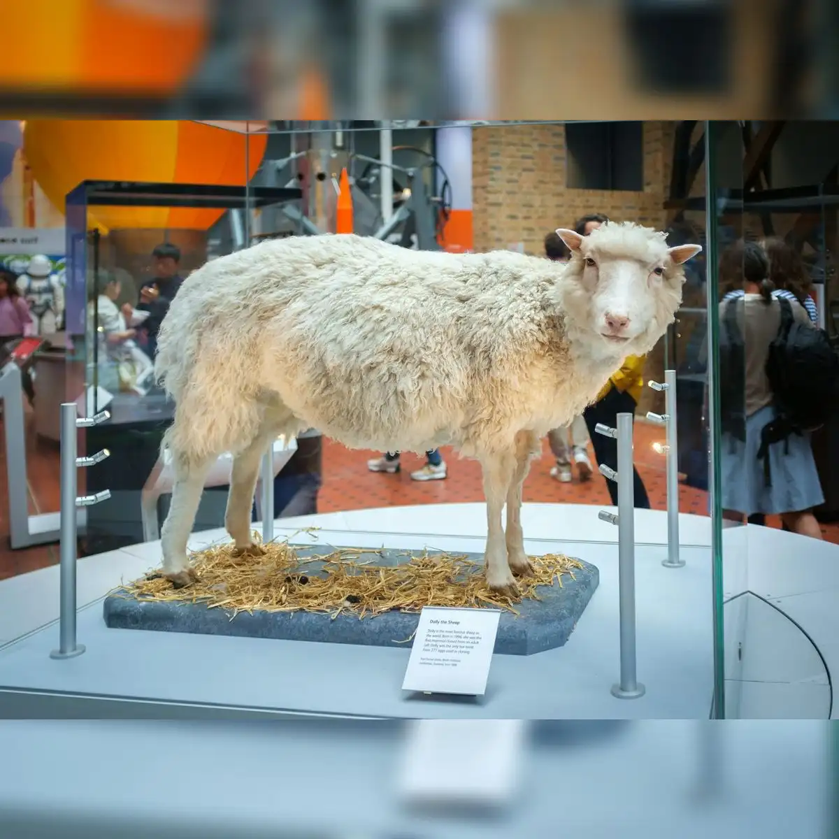 La oveja Dolly fue disecada y hoy puede verse en el Museo Nacional de Escocia, en Edimburgo. Foto: Juraj Kamenicky/Shutterstock
