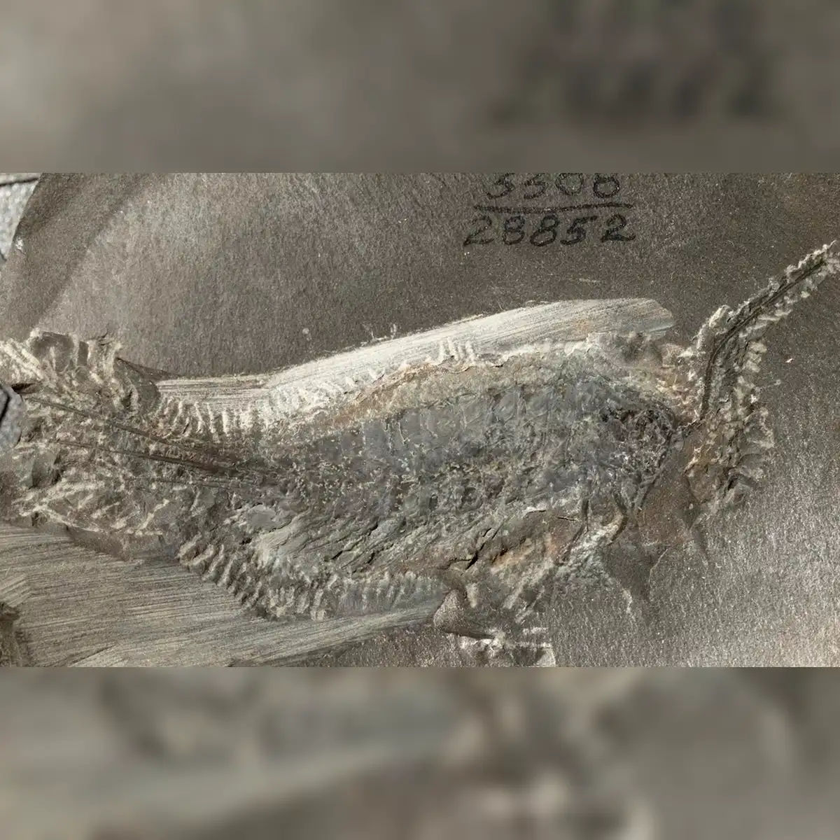 En la imagen, el ejemplar fosilizado hace 324 millones de años. Foto: Tihelka et al