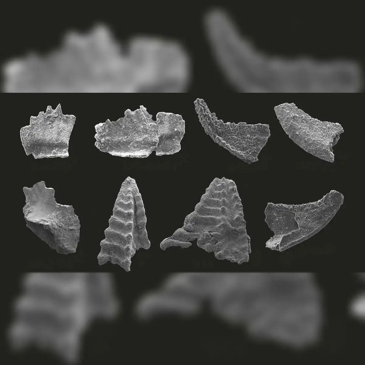 Especies clave de conodontos del Grupo Chiatsun, que proporcionan una edad del Ordovícico Medio para la cima del Monte Everest. Foto: IUGS