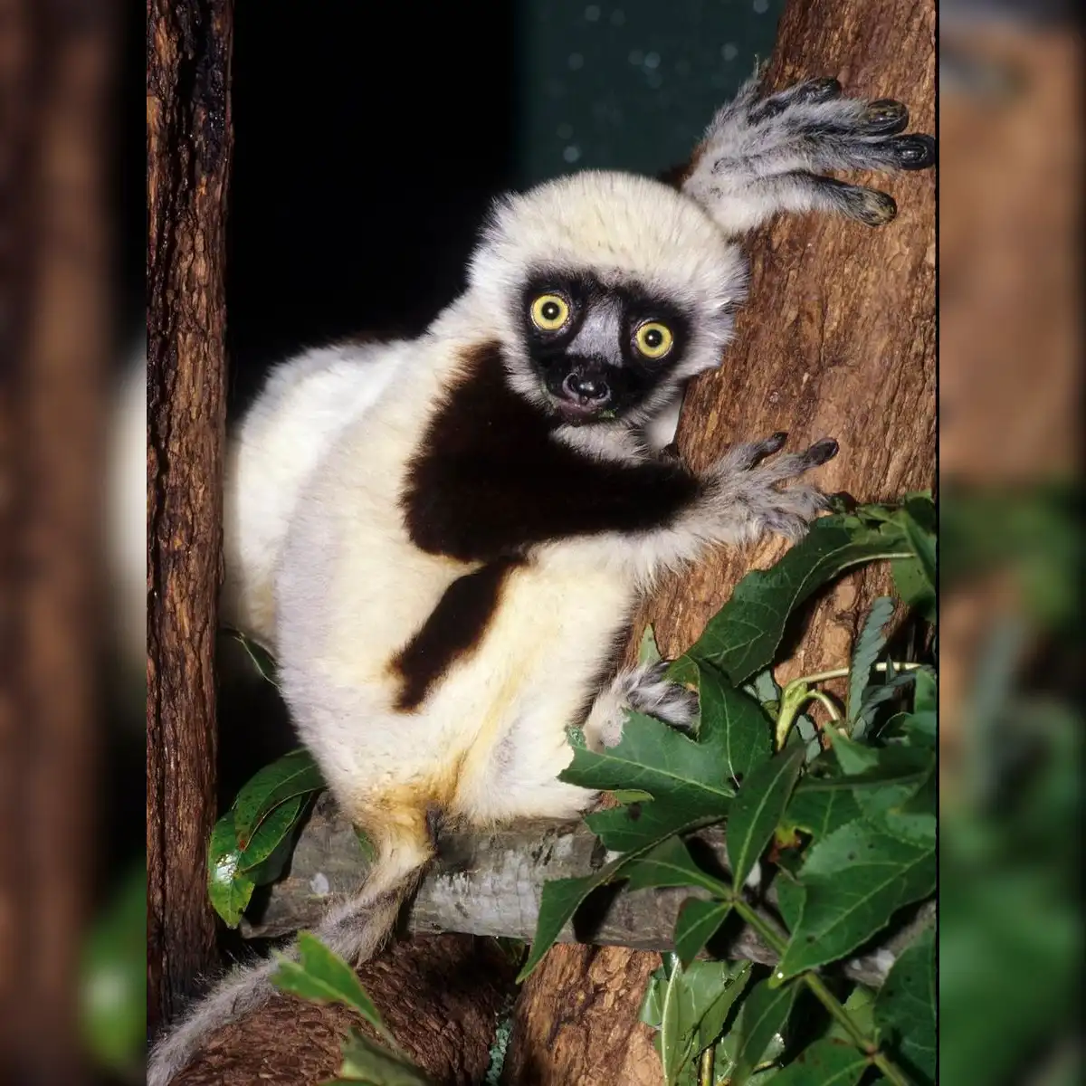El lémur que protagonizó la serie Zoboomafoo, llamado Jovian, murió el 10 de noviembre de 2014 a la edad de 20 años y medio. Foto: El Mundo