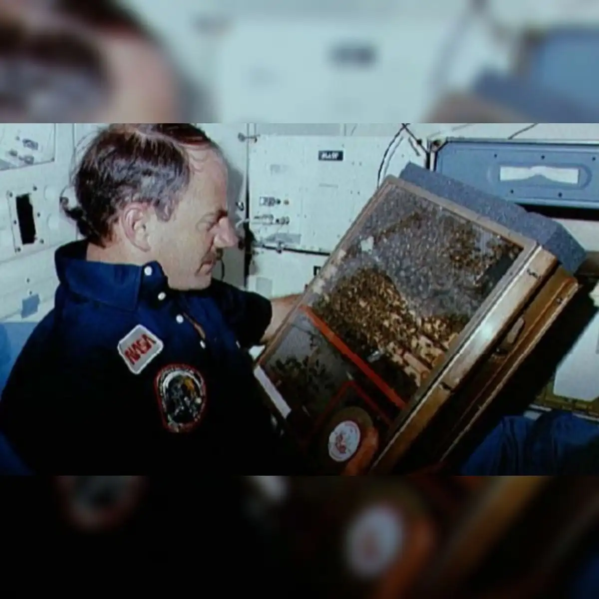 Abejas en el espacio, examinadas por James van Hoften, miembro de la tripulación del Challenger en 1984. Foto: NASA