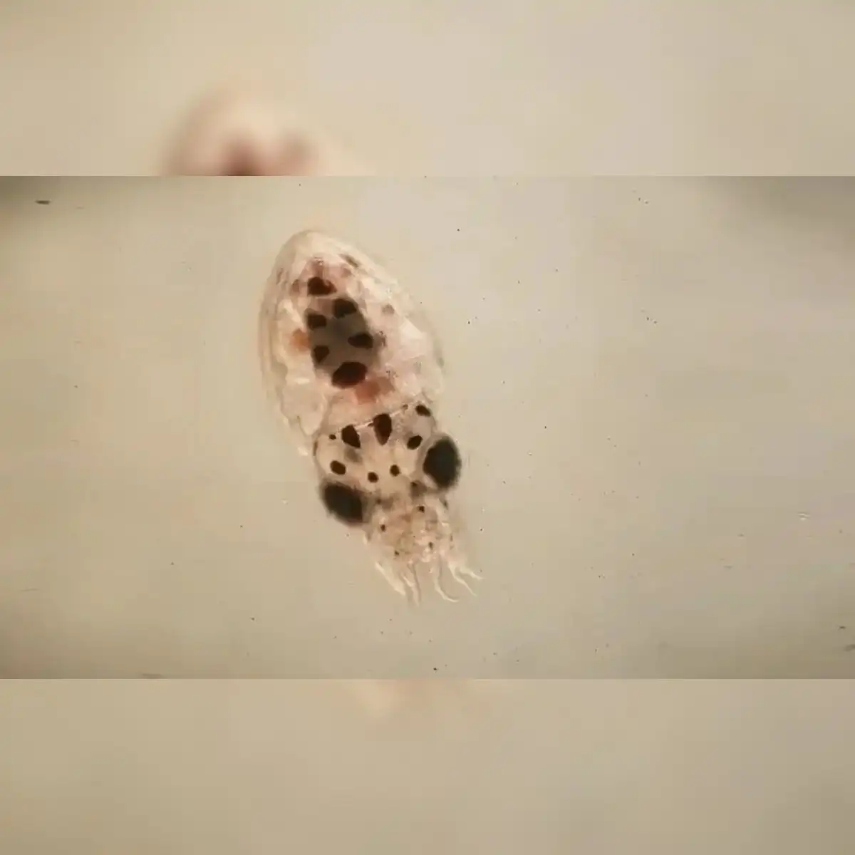 Los científicos liberaron a cangrejos bebés en el mar Adriático. Foto: Antonio Casalini