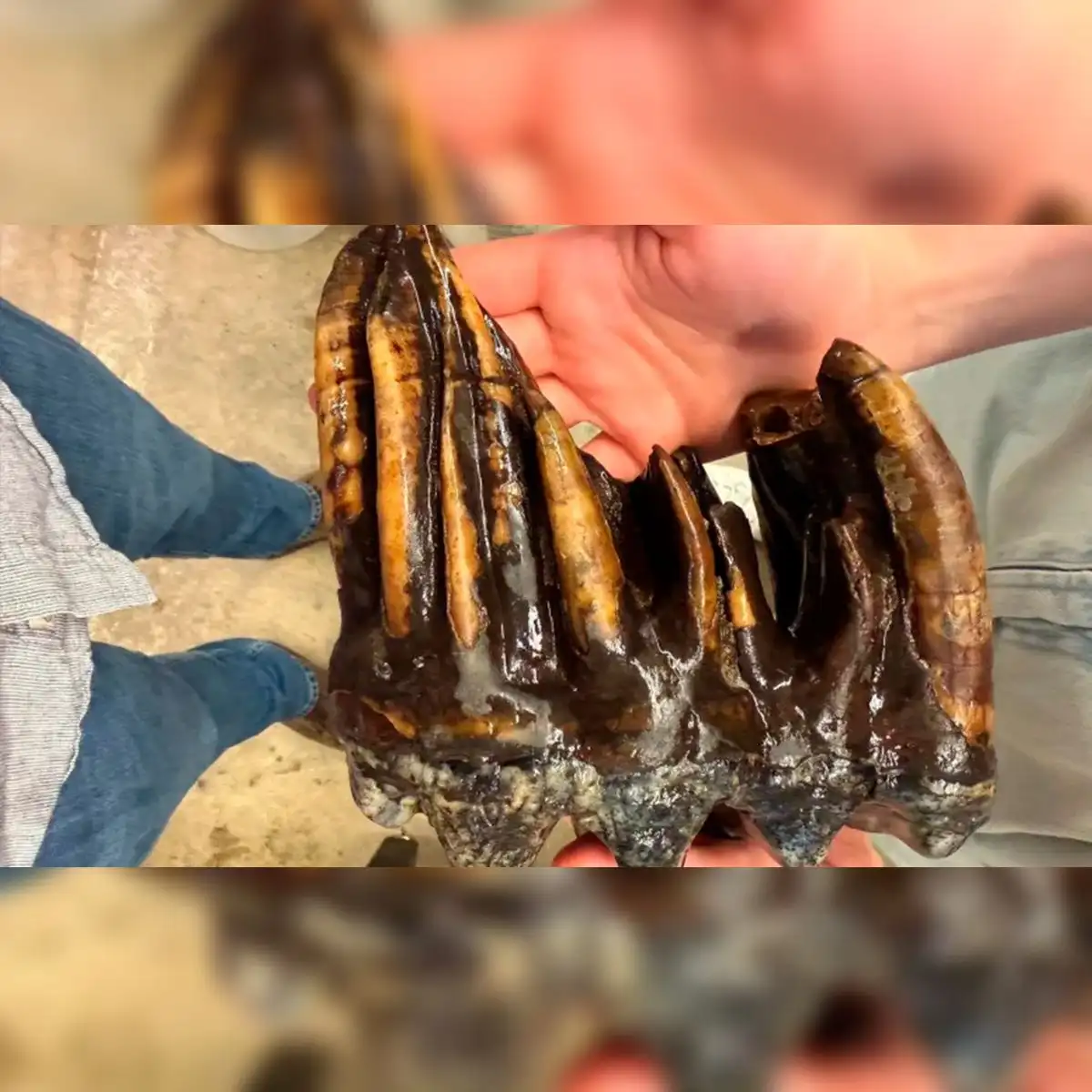 El molar de una especie extinta de elefante prehistórico. Foto: Midpen