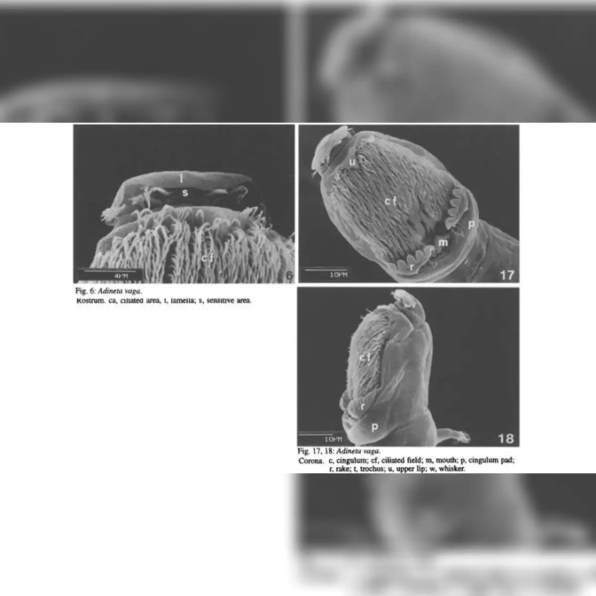 Imagen de Adineta Vaga. Foto: Christian Jersabek/Rotifer World Catalog