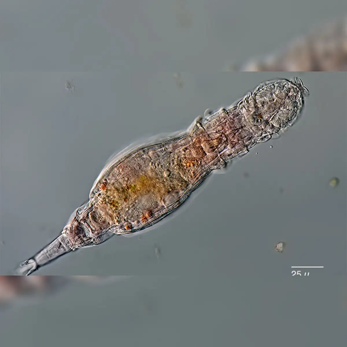 Un rotífero bdelloideo es un organismo de agua dulce conocido por su reproducción puramente asexual. Foto: Plingfactory