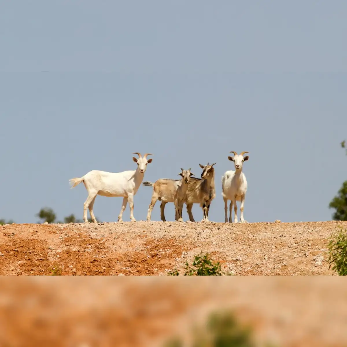 Cabras salvajes. Foto: WeAreSa