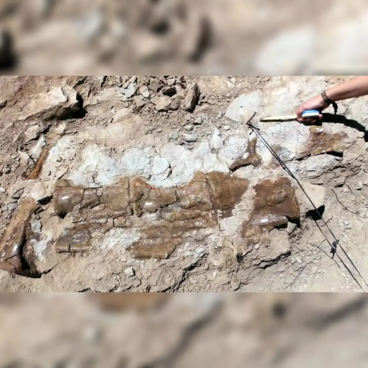 Varias vértebras de la cola del Diplodocus descubiertas en el yacimiento de La Tejería. Foto: undación Conjunto Paleontológico de Teruel-Dinópolis