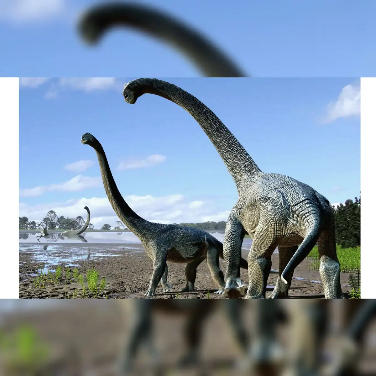 Recreación artística de cómo podría haber sido Savannasaurus elliottorum , una especie de titanosaurio descubierta en 2016 en Australia. Foto: Travis Tischler