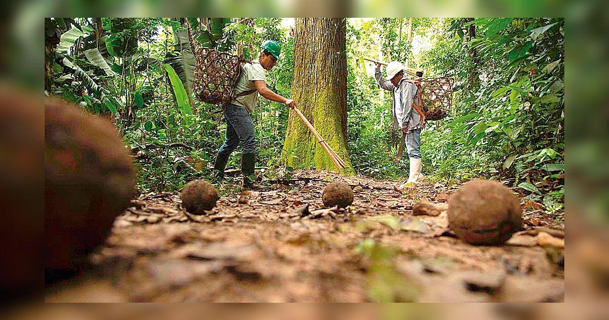 Castaña peruana para el mundo | Senasa | lrsd | Sociedad | La República