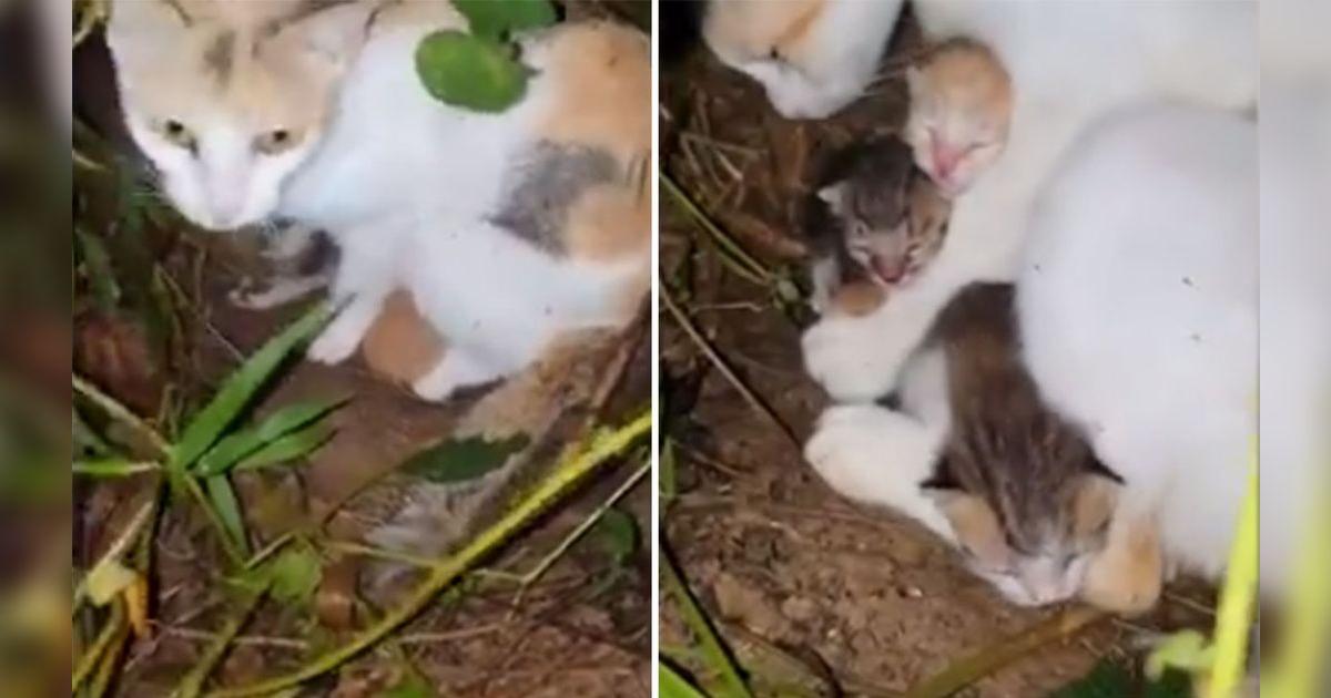 YouTube viral: gata callejera guía a un hombre hasta donde estaban sus