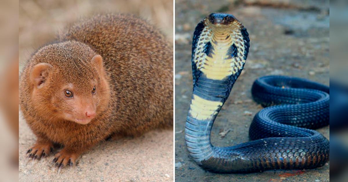 YouTube viral Mangosta y cobra se enfrentan en una mortal batalla por