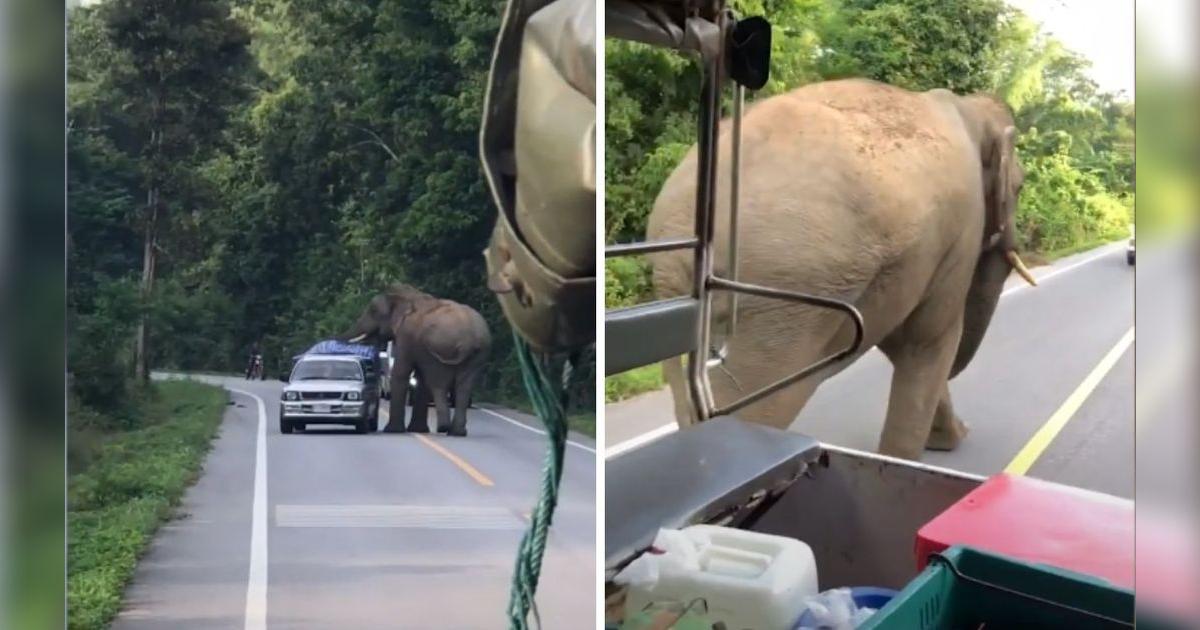 YouTube viral: ¿Elefante policía?: video de animal deteniendo autos ...