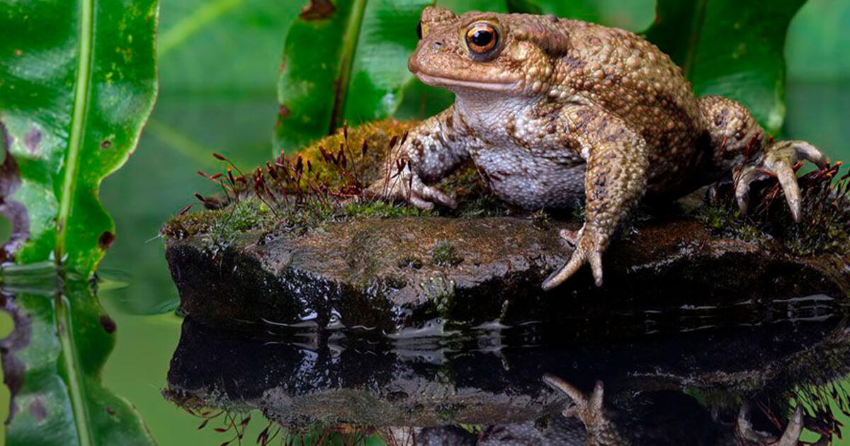 Ritual Sapo Bufo En Qué Consiste La Ceremonia Ancestral Por La Que Detuvieron Al Acto Porno 