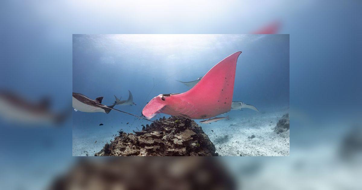 Facebook viral: fotógrafo se sumerge en el fondo del mar y sin querer ...