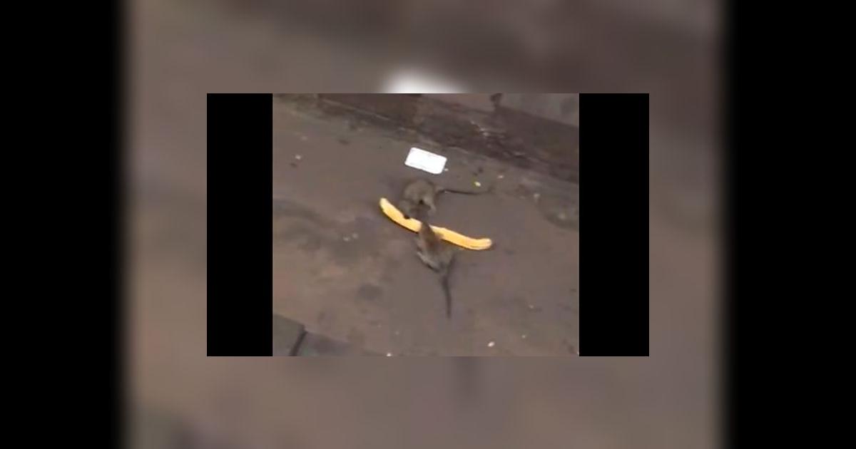 YouTube: Dos ratas se enfrentan por un churro en estación del Metro de