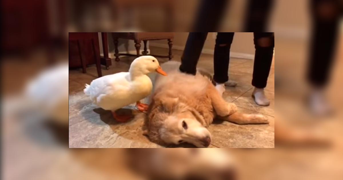Facebook viral Pato cree que es el papá de un perro y no quiere que