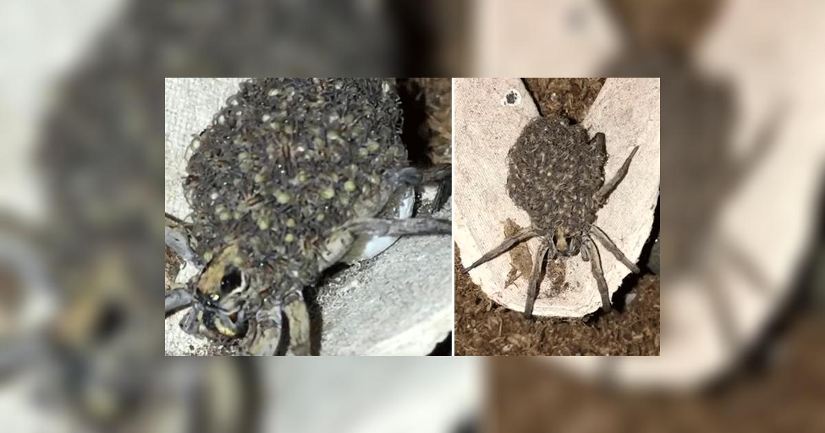 YouTube viral: Una araña que trasladaba a sus crías en espalda es ...