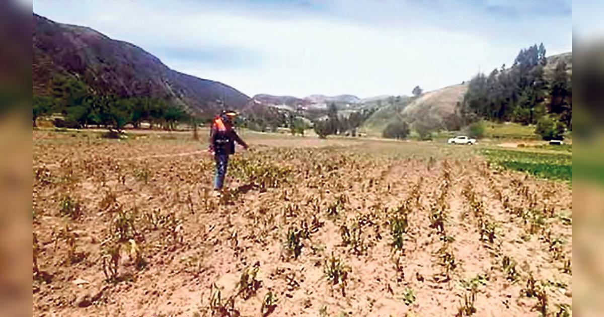 Midagri anuncia “bono sequía” para agricultores afectados por falta de ...