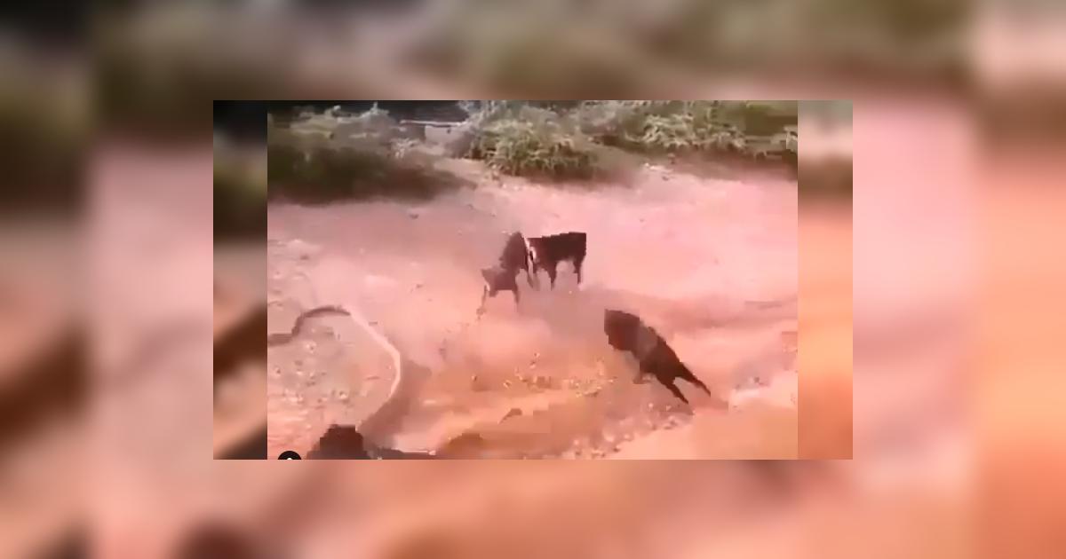 facebook-viral-graban-a-valientes-perros-peleando-con-serpiente-para
